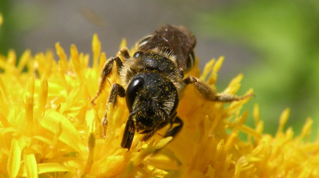 femmine di Andrena sp. e Apidae Halictinae